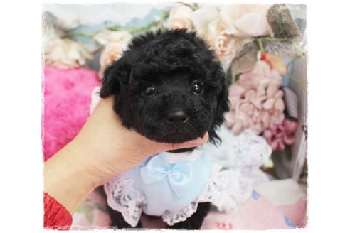 成約済の岡山県のトイプードル-98320の3枚目